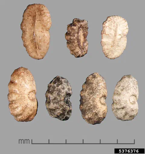 uma visão macro de sete sementes da planta daninha parasita *Orobanche ramosa*, conhecida como erva-toira-ramo