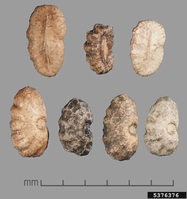 Sementes de Orobanche ramosa: Identificação e Controle uma visão macro de sete sementes da planta daninha parasita *Orobanche ramosa*, conhecida como erva-toira-ramo