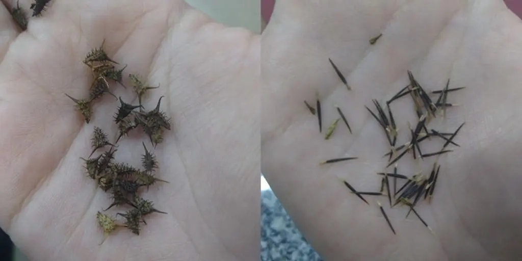 composição de duas fotos lado a lado, ambas mostrando a palma de uma mão segurando sementes de plantas daninha