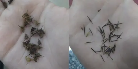 composição de duas fotos lado a lado, ambas mostrando a palma de uma mão segurando sementes de plantas daninha