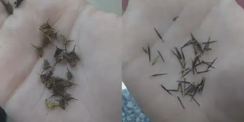 composição de duas fotos lado a lado, ambas mostrando a palma de uma mão segurando sementes de plantas daninha