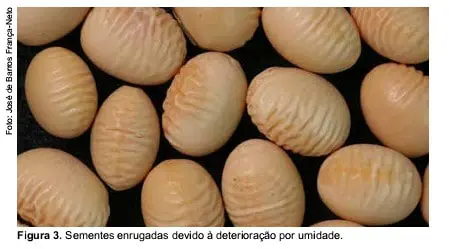 close-up de várias sementes, provavelmente de soja ou feijão, sobre um fundo escuro. A característica mais