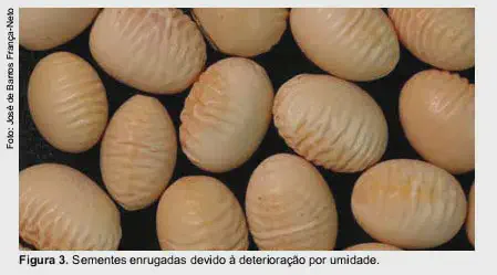 close-up de várias sementes, provavelmente de soja ou feijão, sobre um fundo escuro. A característica mais