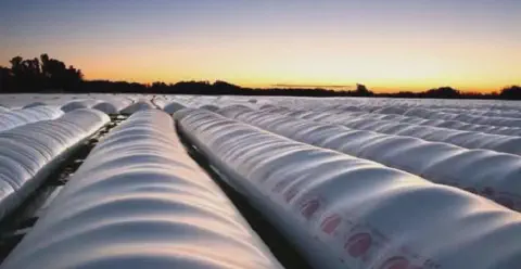 vasto campo agrícola ao amanhecer ou entardecer, preenchido por inúmeros silos-bolsa (ou 'bag silos') alinh