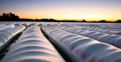 vasto campo agrícola ao amanhecer ou entardecer, preenchido por inúmeros silos-bolsa (ou 'bag silos') alinh