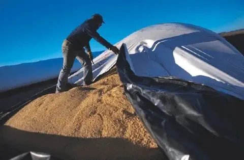 agricultor em plena atividade de pós-colheita, trabalhando sobre uma grande pilha de grãos recém-colhidos