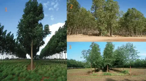 composição de três fotografias que ilustram diferentes estágios e sistemas de silvicultura, provavelmente de e