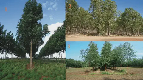 composição de três fotografias que ilustram diferentes estágios e sistemas de silvicultura, provavelmente de e