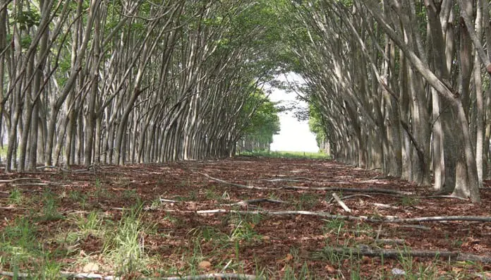 uma perspectiva em primeira pessoa do interior de uma plantação florestal, olhando através de um corredor form