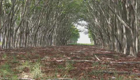 uma perspectiva em primeira pessoa do interior de uma plantação florestal, olhando através de um corredor form
