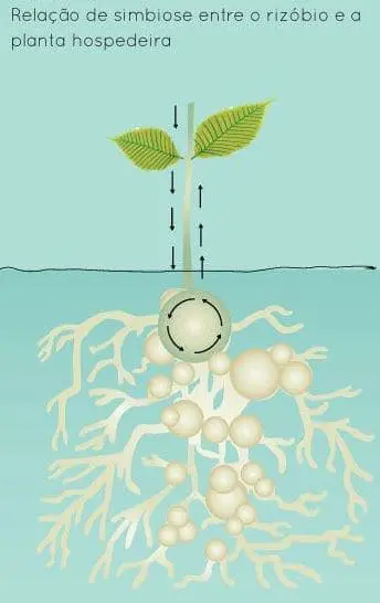 infográfico didático que ilustra a relação de simbiose entre a bactéria rizóbio e uma planta hospedeira, provav