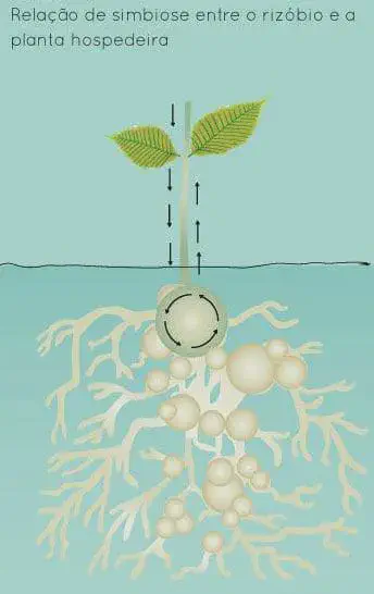 infográfico didático que ilustra a relação de simbiose entre a bactéria rizóbio e uma planta hospedeira, provav
