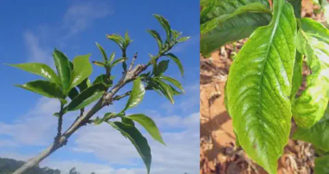 composição de duas fotos que contrastam o estado de saúde de uma planta. À esquerda, um galho com folhas verde