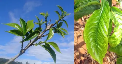 composição de duas fotos que contrastam o estado de saúde de uma planta. À esquerda, um galho com folhas verde