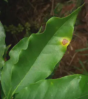 close-up detalhado de uma folha de cafeeiro, destacando um sintoma claro de uma doença foliar. A folha, de