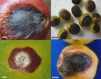 Esta imagem é uma composição de quatro fotografias que exibem em close-up os sintomas de uma doença fúngica em diferentes par