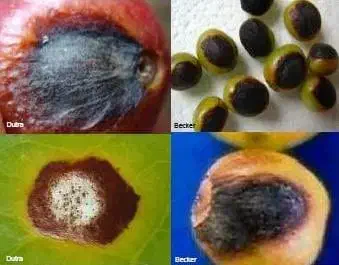 Esta imagem é uma composição de quatro fotografias que exibem em close-up os sintomas de uma doença fúngica em diferentes par