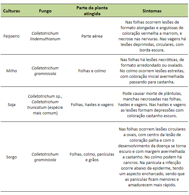 Sintomas da Antracnose em Soja, Milho, Feijão e Sorgo uma tabela técnica e informativa que detalha os sintomas da antracnose, doença causada por fungos do gênero Co
