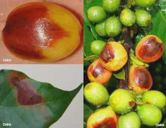 composição de três fotografias que ilustram os sintomas de uma doença em um cafeeiro, provavelmente a antracno