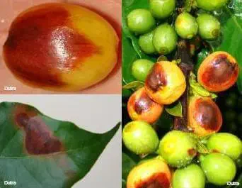 composição de três fotografias que ilustram os sintomas de uma doença em um cafeeiro, provavelmente a antracno