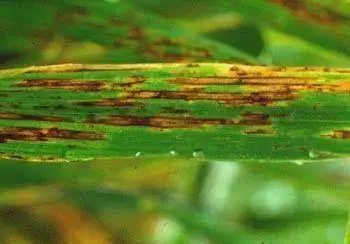 close-up detalhado de uma folha de planta, provavelmente de uma cultura de gramínea como o arroz ou trigo,