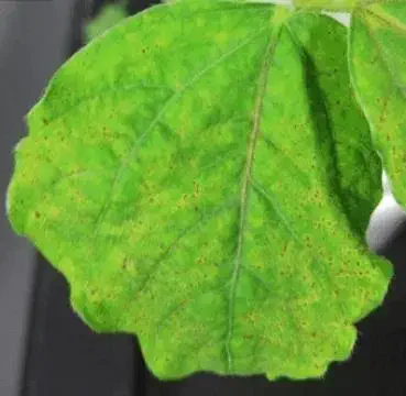close-up de uma folha de soja apresentando sintomas avançados de ferrugem asiática (Phakopsora pachyrhizi).
