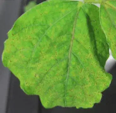 close-up de uma folha de soja apresentando sintomas avançados de ferrugem asiática (Phakopsora pachyrhizi).