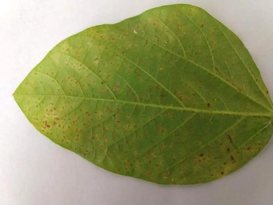 Folha de soja com pústulas marrons de ferrugem asiática na face inferior
