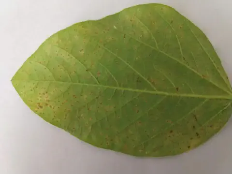 Folha de soja com pústulas marrons de ferrugem asiática na face inferior