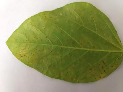 Folha de soja com pústulas marrons de ferrugem asiática na face inferior