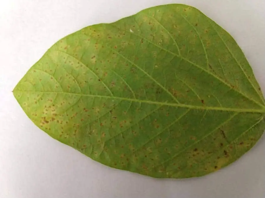 close-up de uma folha de soja sobre um fundo branco. A folha apresenta uma coloração verde-clara, com algum