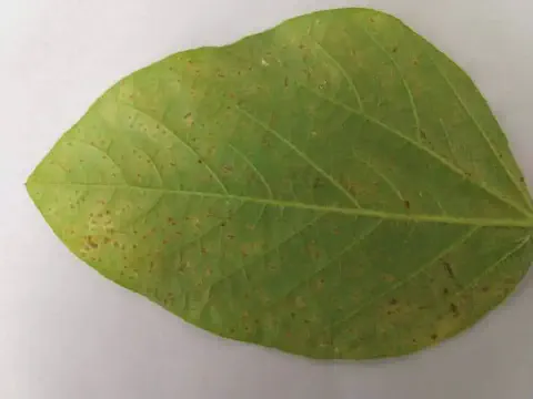 close-up de uma folha de soja sobre um fundo branco. A folha apresenta uma coloração verde-clara, com algum