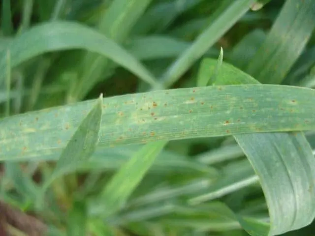 close-up de uma folha de uma planta de cereal, provavelmente trigo ou cevada, afetada por uma doença fúngic