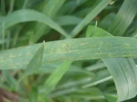 close-up de uma folha de uma planta de cereal, provavelmente trigo ou cevada, afetada por uma doença fúngic