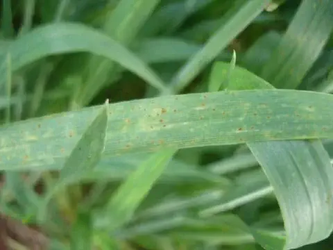 close-up de uma folha de uma planta de cereal, provavelmente trigo ou cevada, afetada por uma doença fúngic