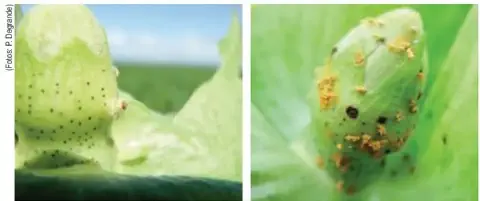 composição de duas fotografias em close-up que exibem sintomas de doenças em botões florais de algodão. A foto