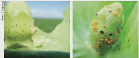 composição de duas fotografias em close-up que exibem sintomas de doenças em botões florais de algodão. A foto