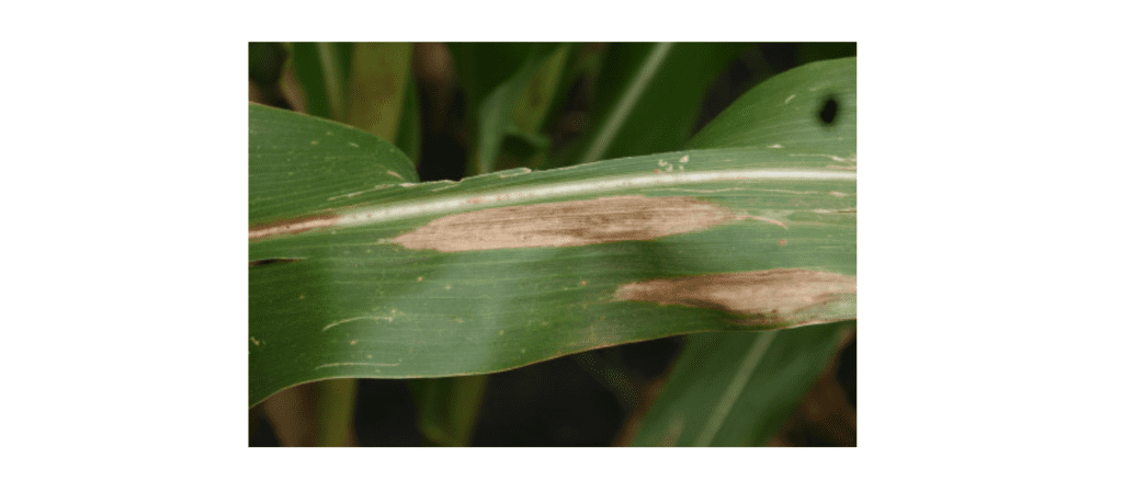 close-up detalhado de uma folha de milho (Zea mays) afetada por uma doença foliar. Na superfície verde da f