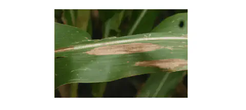 close-up detalhado de uma folha de milho (Zea mays) afetada por uma doença foliar. Na superfície verde da f