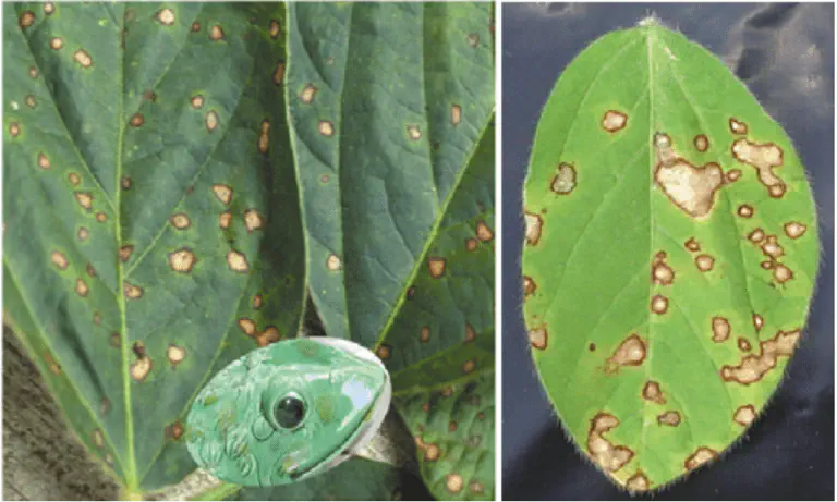 Sintomas da Mancha-Alvo na Soja: Como Identificar composição de duas fotografias que exibem em close-up os sintomas da mancha-alvo (Corynespora cassiicola) em f
