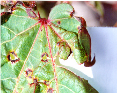 close-up detalhado de uma folha de algodoeiro severamente afetada por uma doença, muito provavelmente a man