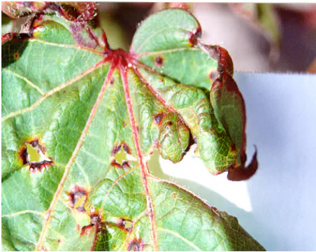 close-up detalhado de uma folha de algodoeiro severamente afetada por uma doença, muito provavelmente a man