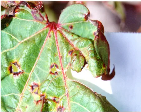 close-up detalhado de uma folha de algodoeiro severamente afetada por uma doença, muito provavelmente a man