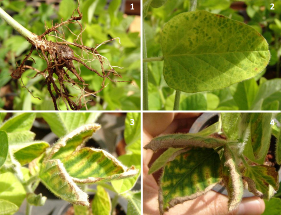 composição de quatro fotografias numeradas que ilustram os sintomas da Podridão Vermelha da Raiz na cultura da