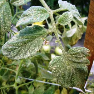 close-up de folhas de um pé de tomateiro visivelmente afetado por uma praga. As folhas verdes apresentam um