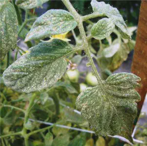 Sintomas de Ácaro-Rajado em Folhas de Tomateiro close-up de folhas de um pé de tomateiro visivelmente afetado por uma praga. As folhas verdes apresentam um