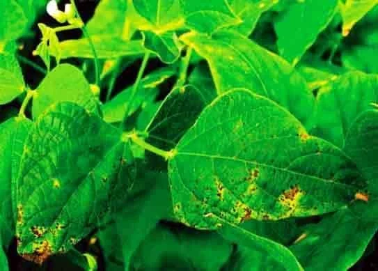 close-up de folhas de feijoeiro (Phaseolus vulgaris) afetadas por uma doença, provavelmente a antracnose.