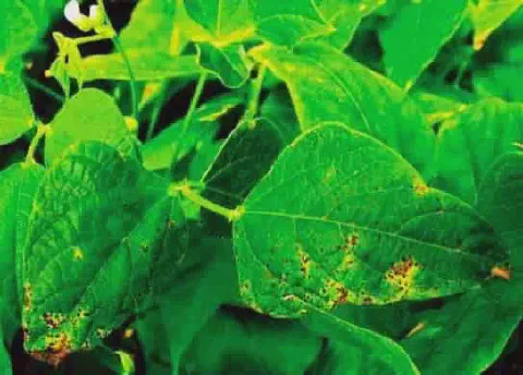 close-up de folhas de feijoeiro (Phaseolus vulgaris) afetadas por uma doença, provavelmente a antracnose.