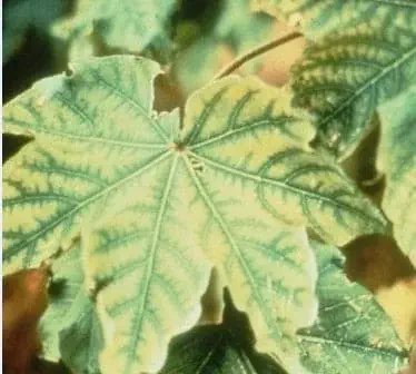 close-up de uma folha de planta apresentando sintomas clássicos de deficiência nutricional. A folha, de for