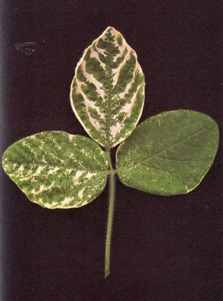 close-up de uma folha trifoliada de soja sobre um fundo preto, destacando sintomas visuais de uma desordem